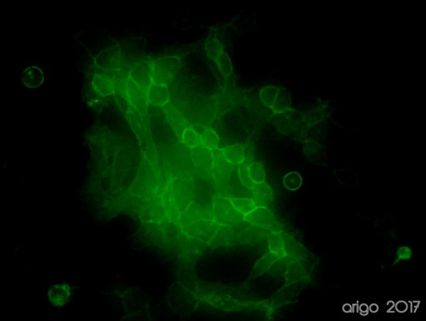 Anti-CD44, clone Hermes-3