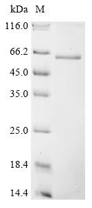 CUGBP Elav-like family member 1 (CELF1), human, recombinant