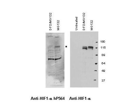 Anti-Hif-1alpha hydroxy-Pro564