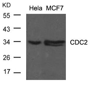 Anti-CDK1 (Ab-15)