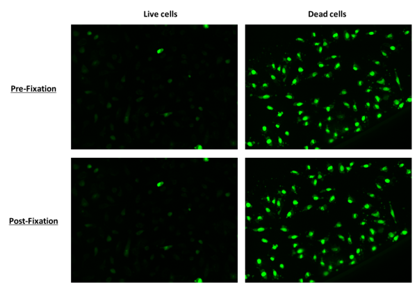 Nuclear Green(TM) Fixable DCS1 *5 mM DMSO Solution*
