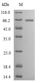 Caspase-2 (CASP2), human, recombinant