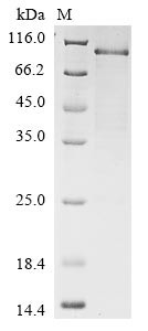 Nuclear factor erythroid 2-related factor 2 (NFE2L2), human, recombinant
