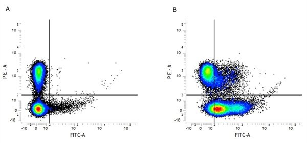 Anti-CD29 / Integrin beta 1 [HM beta 1-1] (FITC), clone HM beta 1-1