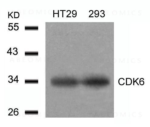 Anti-CDK6 (Ab-24)