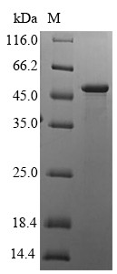 HLA class I histocompatibility antigen, alpha chain G (HLA-G), human, recombinant