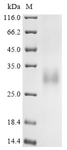 Glucagon-like peptide 2 receptor (GLP2R), partial, human, recombinant