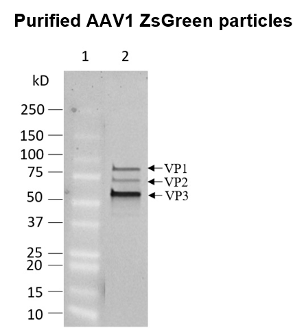 AAV1 ZsGreen