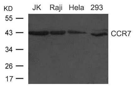 Anti-CD34