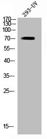 Anti-Phospho-RIPK2 (S176)