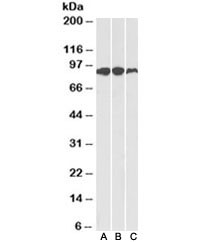 Anti-Aconitase 2