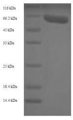 Vascular endothelial growth factor A (VEGFA), rabbit, recombinant