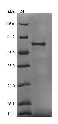 Chaperone protein htpG (htpG), partial, Bacteroides fragilis, recombinant