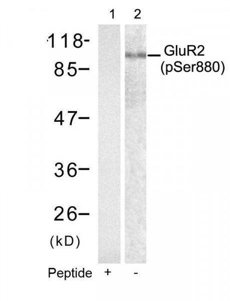 Anti-phospho-GluR2 (Ser880)