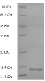 Secretory phospholipase A2 receptor (PLA2R1), partial, human, recombinant