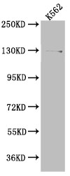 Anti-USP7 Recombinant Monoclonal, clone 7F10