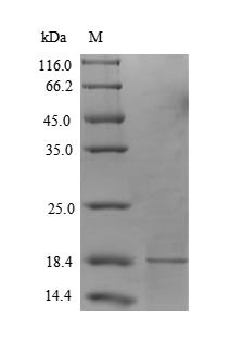 Secretory phospholipase A2 receptor (PLA2R1), partial, human, recombinant