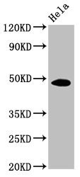 Anti-MYC Monoclonal, clone 5H5G5