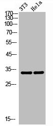 Anti-MYOD1