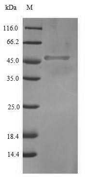 Transcription factor SOX-2 (SOX2), human, recombinant