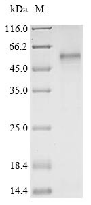 5-Hydroxytryptamine receptor 7 (HTR7), human, recombinant