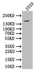 Anti-NCAM Recombinant Monoclonal, clone 13F2