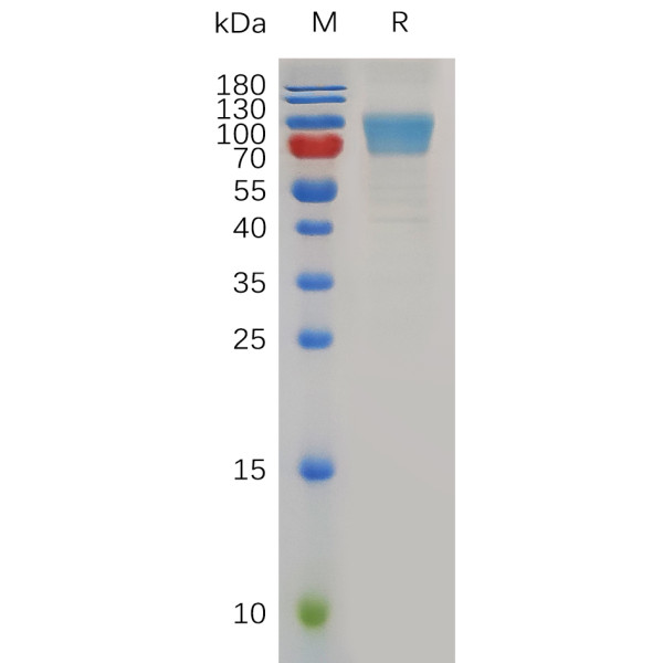 Mouse B7-1 Protein, hFc Tag
