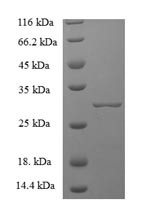 Chymase (Cma1), partial, mouse, recombinant