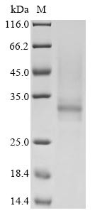 Tryptase beta-2 (TPSB2), human, recombinant