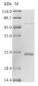 Cold-inducible RNA-binding protein (CIRBP), human, recombinant