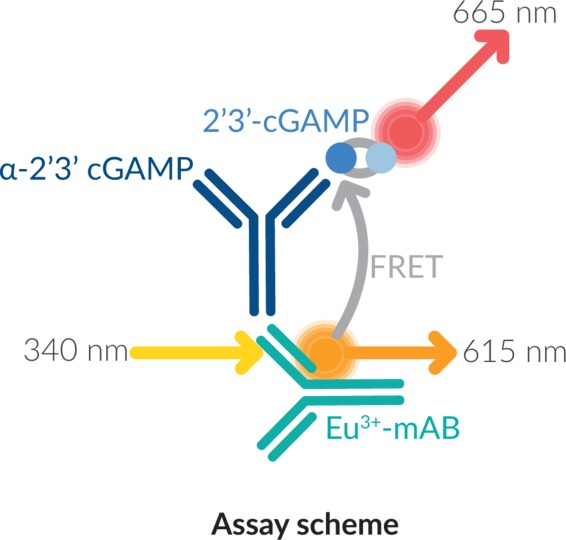 cGAS TR-FRET Inhibitor Screening Assay Kit