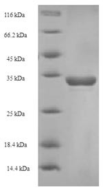 T-cell surface glycoprotein CD8 alpha chain (CD8A), partial, bovine, recombinant