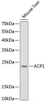 Anti-ACP1