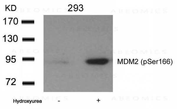 Anti-MDM2 (phospho-Ser166)