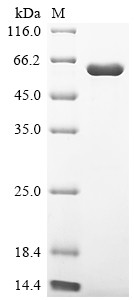 Receptor-interacting serine/threonine-protein kinase 2 (RIPK2), human, recombinant