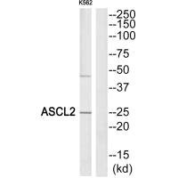 Anti-ASCL2