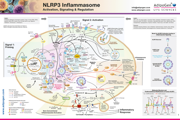 NLRP3 Inflammasome Poster