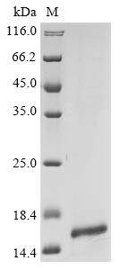 C-C motif chemokine 16 (CCL16), human, recombinant