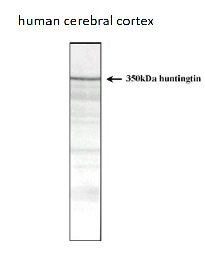 Anti-Huntingtin, clone HDB4E10