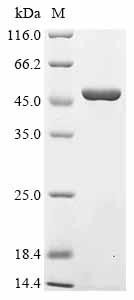 Mitogen-activated protein kinase 14 (Mapk14), mouse, recombinant