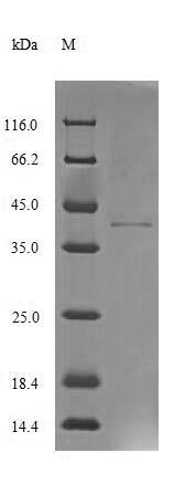 Pterin-4-alpha-carbinolamine dehydratase (PCBD1), human, recombinant