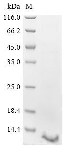 Beta-2-microglobulin (B2M), swine, recombinant