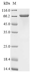 Macrophage mannose receptor 1 (MRC1), partial, human, recombinant