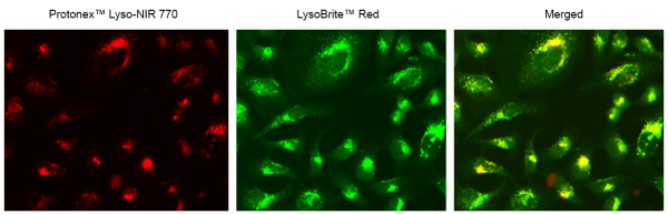 Protonex(TM) Lyso-NIR 770