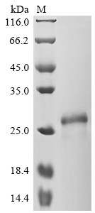 Somatotropin (GH1), Biotinylated, human, recombinant