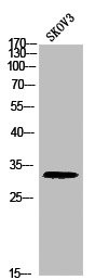 Anti-Phospho-Histone H1 (T17)