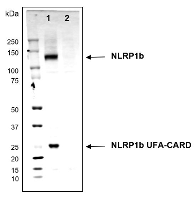 Anti-NLRP1b (mouse), mAb (2A12)