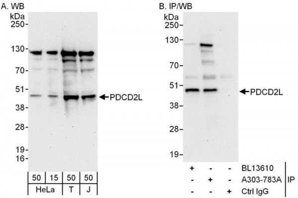 Anti-PDCD2L