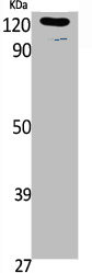 Anti-Phospho-LEPR (Y1141)