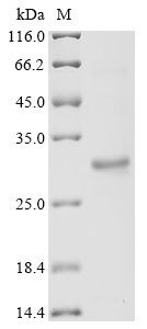 Growth/differentiation factor 15 (Gdf15), mouse, recombinant